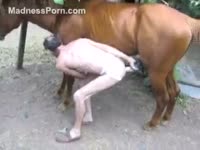 Man having sex with horse